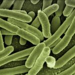geralt-koli-bacteria-123081