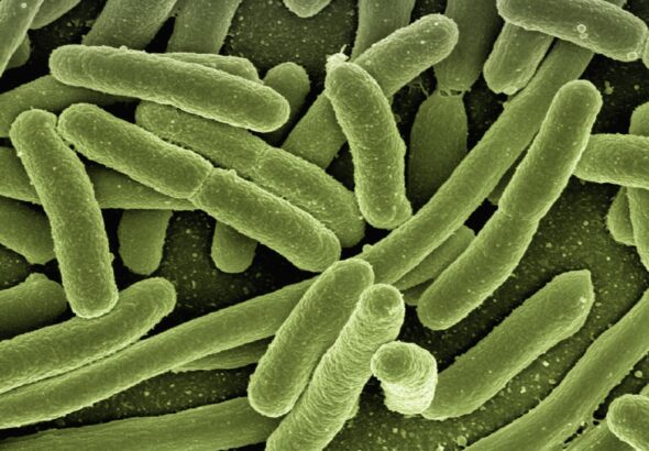 geralt-koli-bacteria-123081