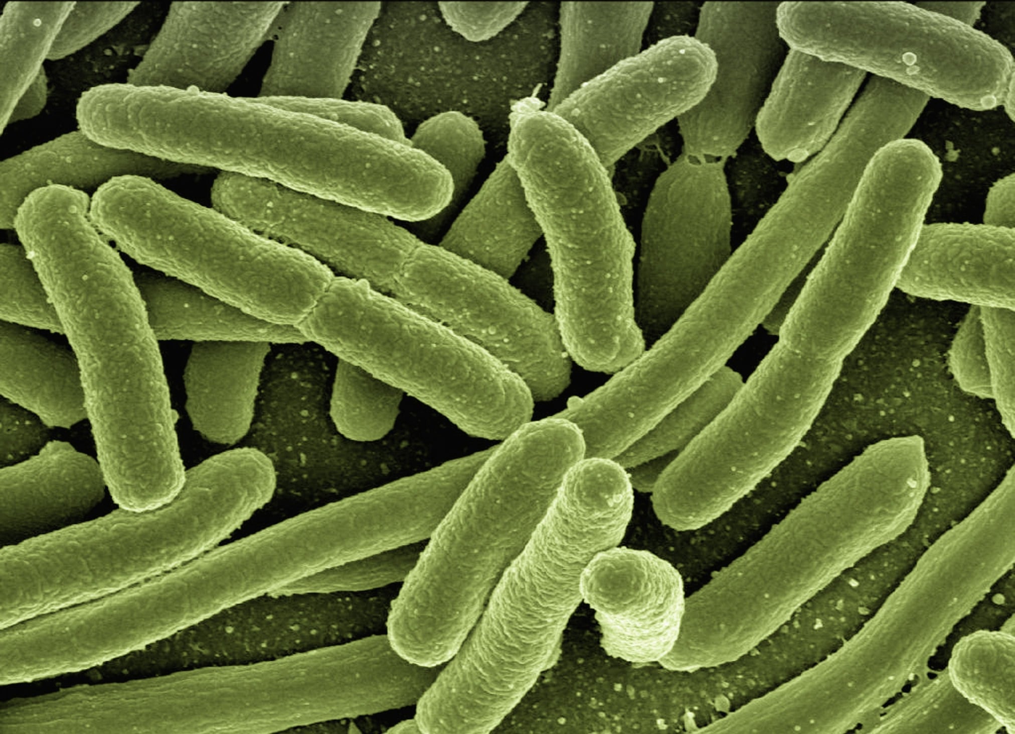 geralt-koli-bacteria-123081