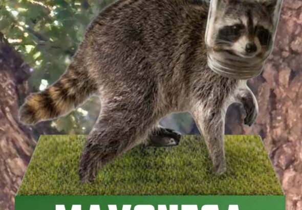 Mayonesa the Raccoon Bobblehead (4)
